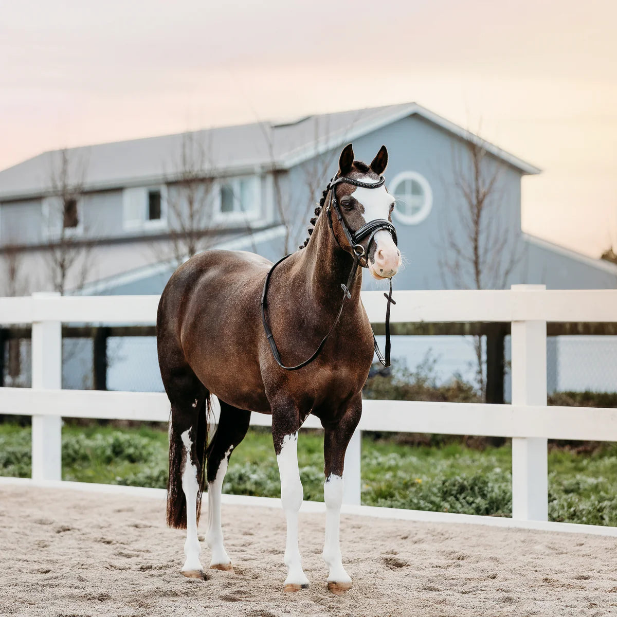Lumiere/ Lumi Pony - Luxe Hanoverian hoofdstel 'Arcadia'