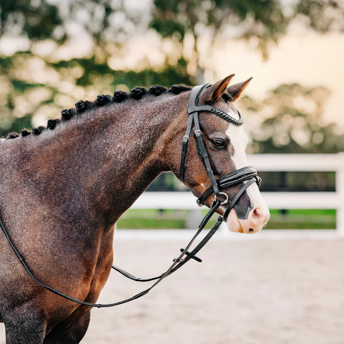 Lumiere/ Lumi Pony - Luxe Hanoverian hoofdstel 'Arcadia'