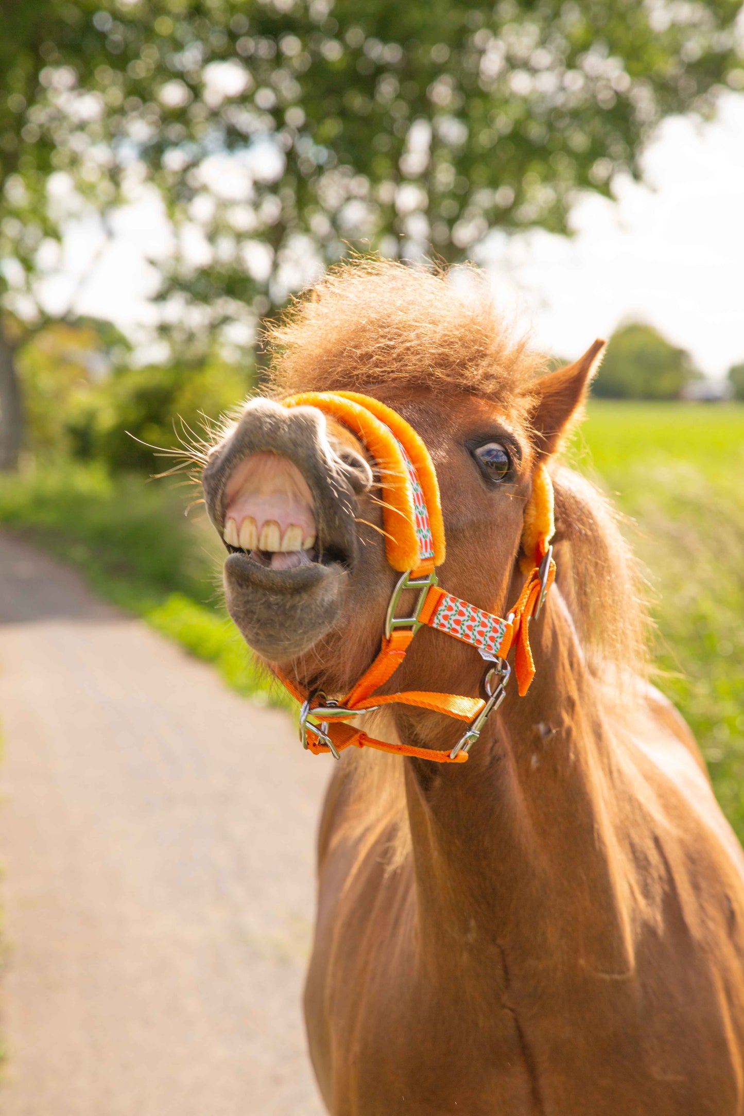 Happy Halsters - Orange carrot halter fur