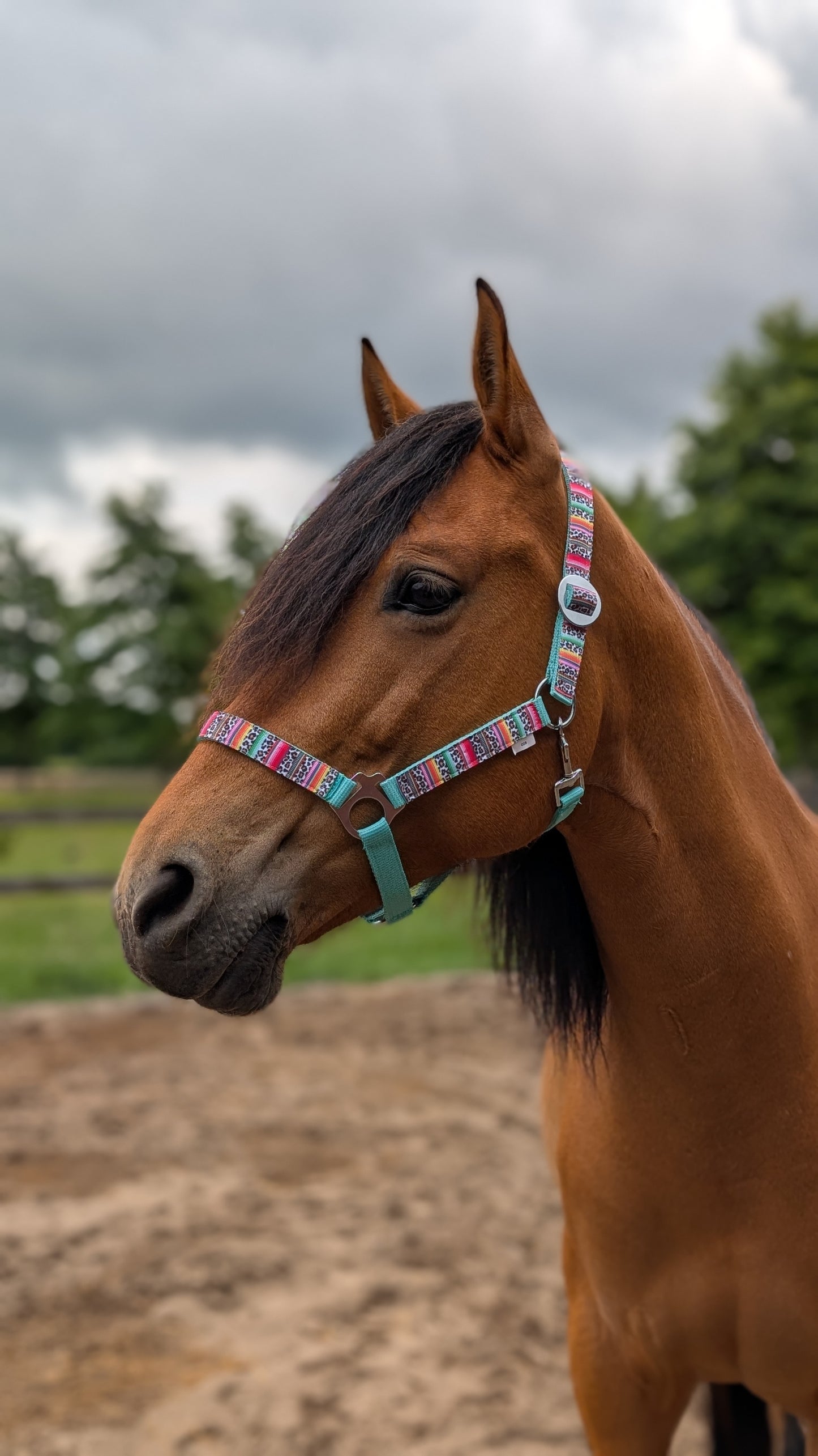 Happy Halters x FMH - Colorful Panther Exclusive halter