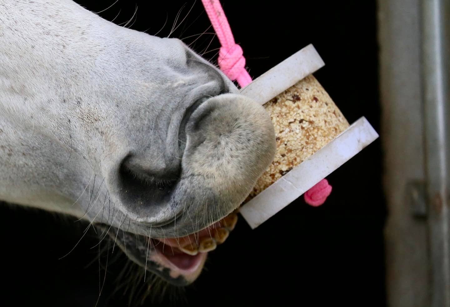 Happy Crackers - Happy Wild Hängesystem Knabberblock