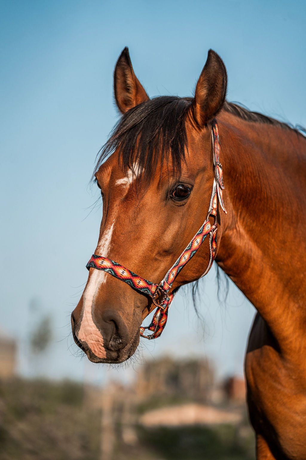 Schulz Equine - Halter Sunset aztek