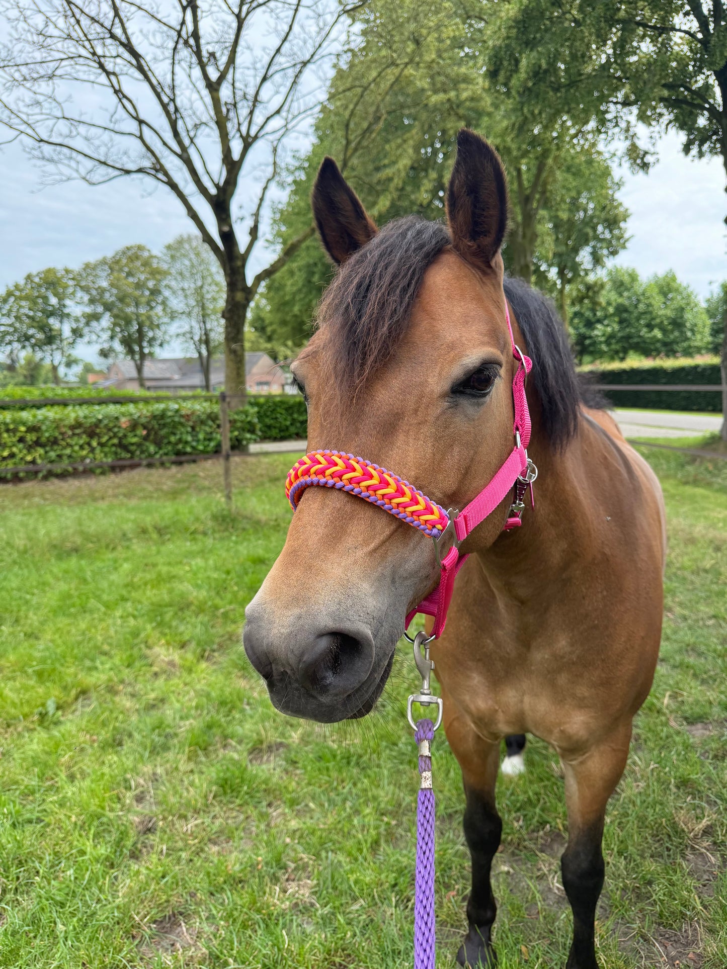 Handgemaakte paardenhalsters - Geknoopt halster ‘Funky Town’ fuchsia/geel/oranje/paars
