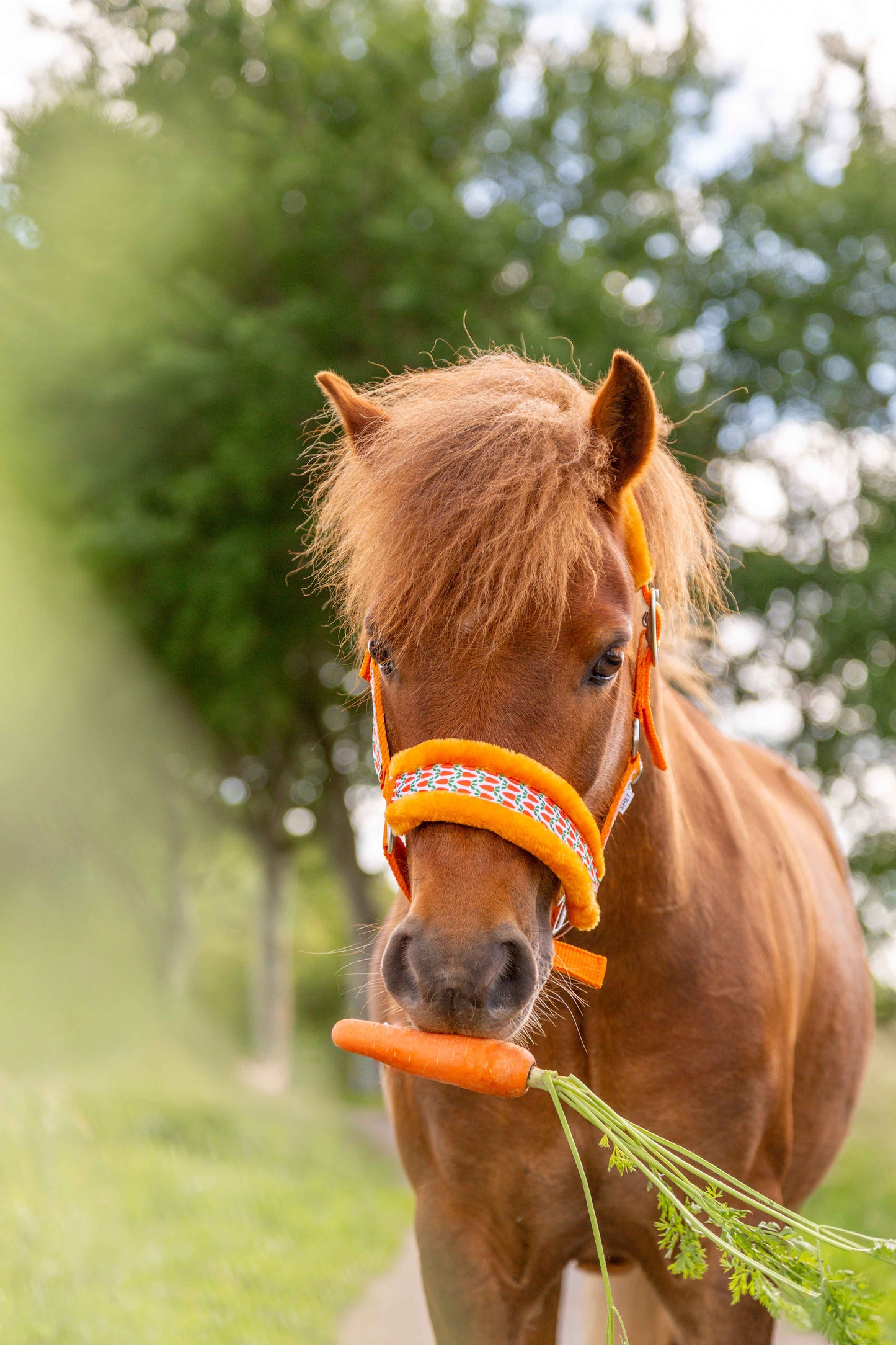 Happy Halsters - Orange carrot halter fur