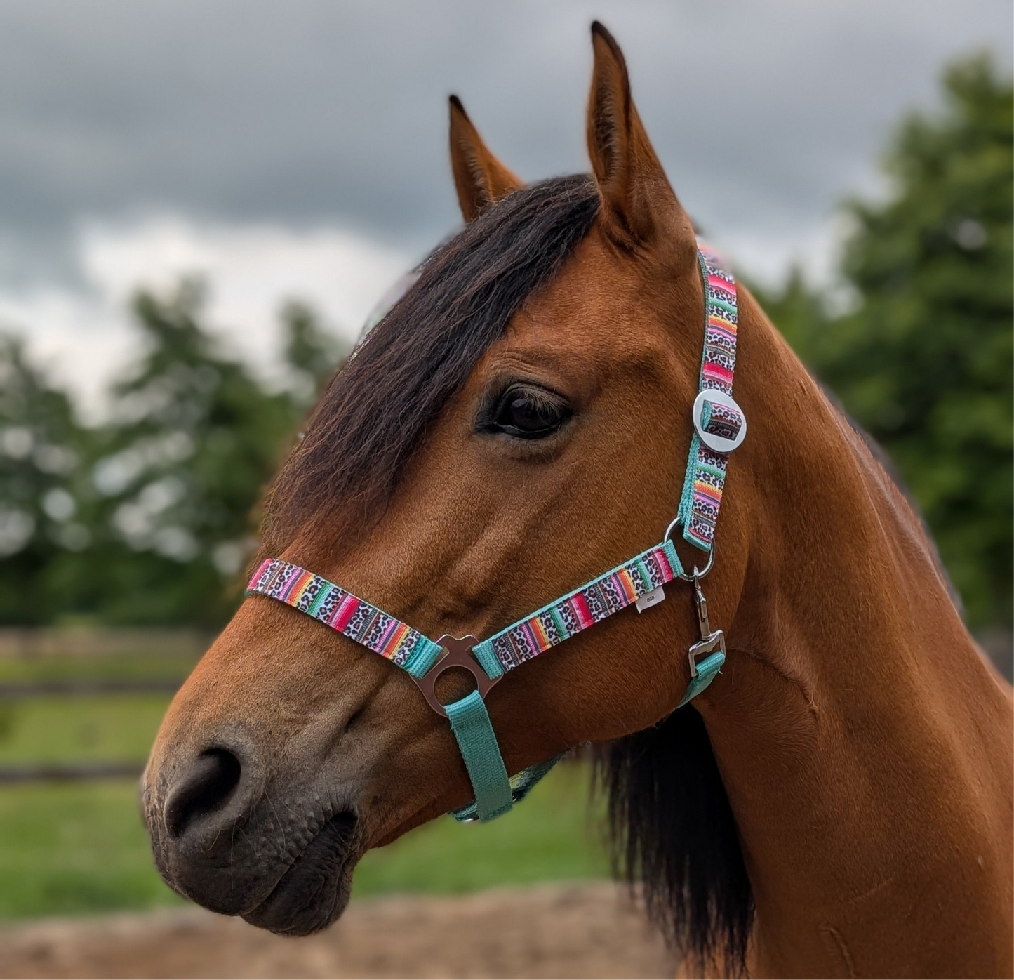 Happy Halters x FMH - Colorful Panther Exclusive halter