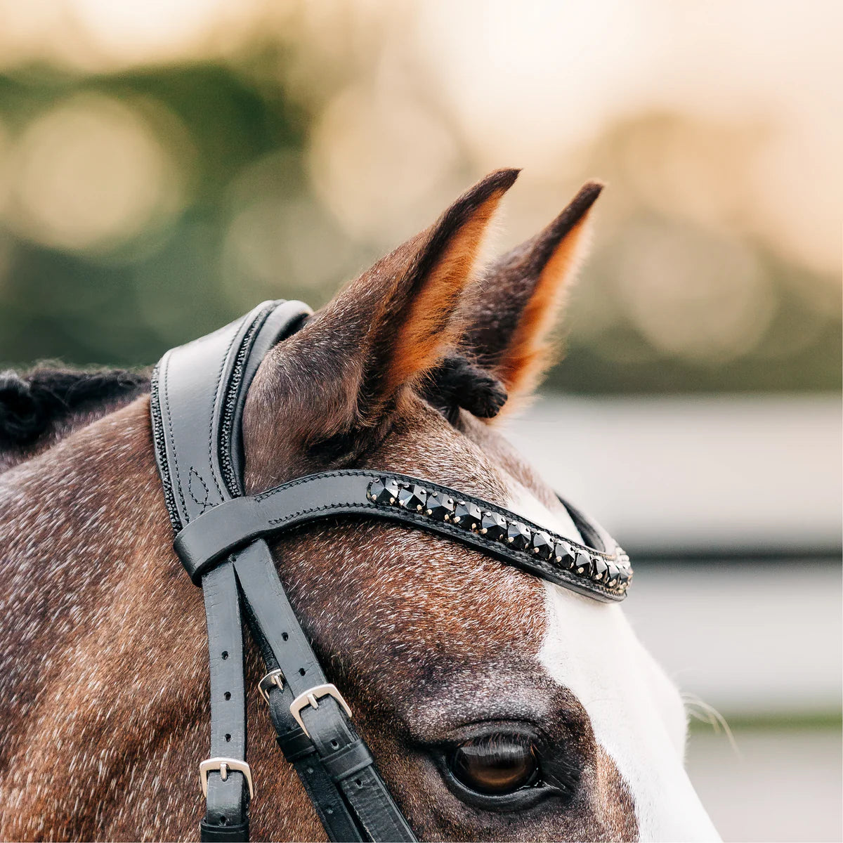 Lumiere/ Lumi Pony - Luxe Hanoverian hoofdstel 'Arcadia'
