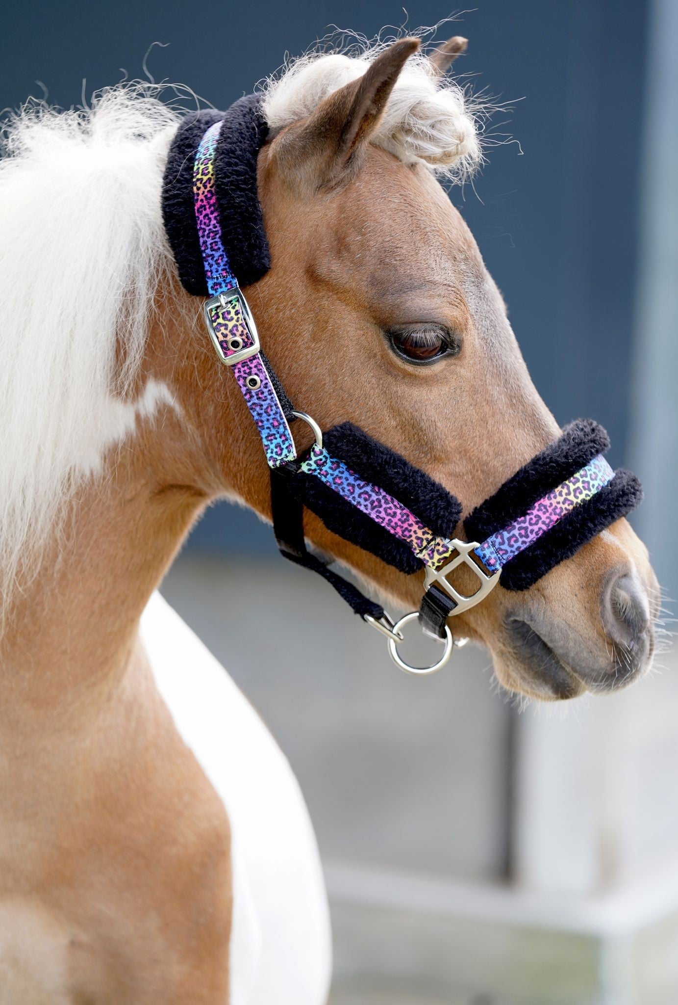 OP=OP - HB - Halster Funny Luipaard regenboog kleine maatjes