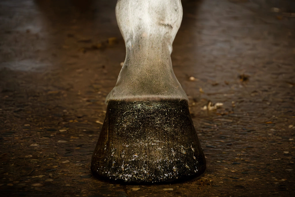 Excellent Horse - Hi Gloss glitter hoeflak 150ml (diverse kleuren)