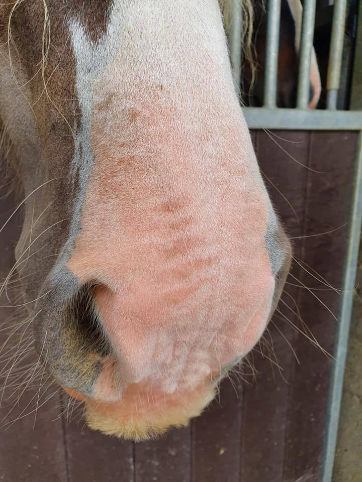 Excellent Horse - Sunblock Cream SPF 30 150g