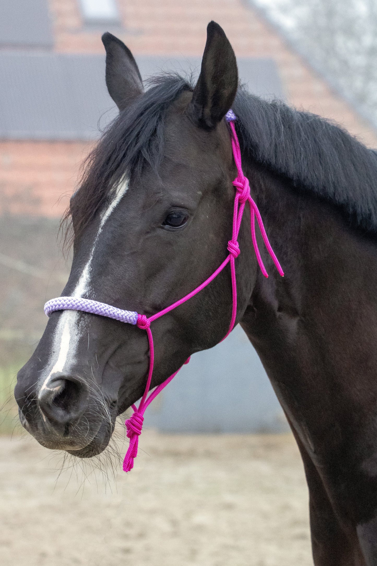 Rope halter fuchsia with lilac