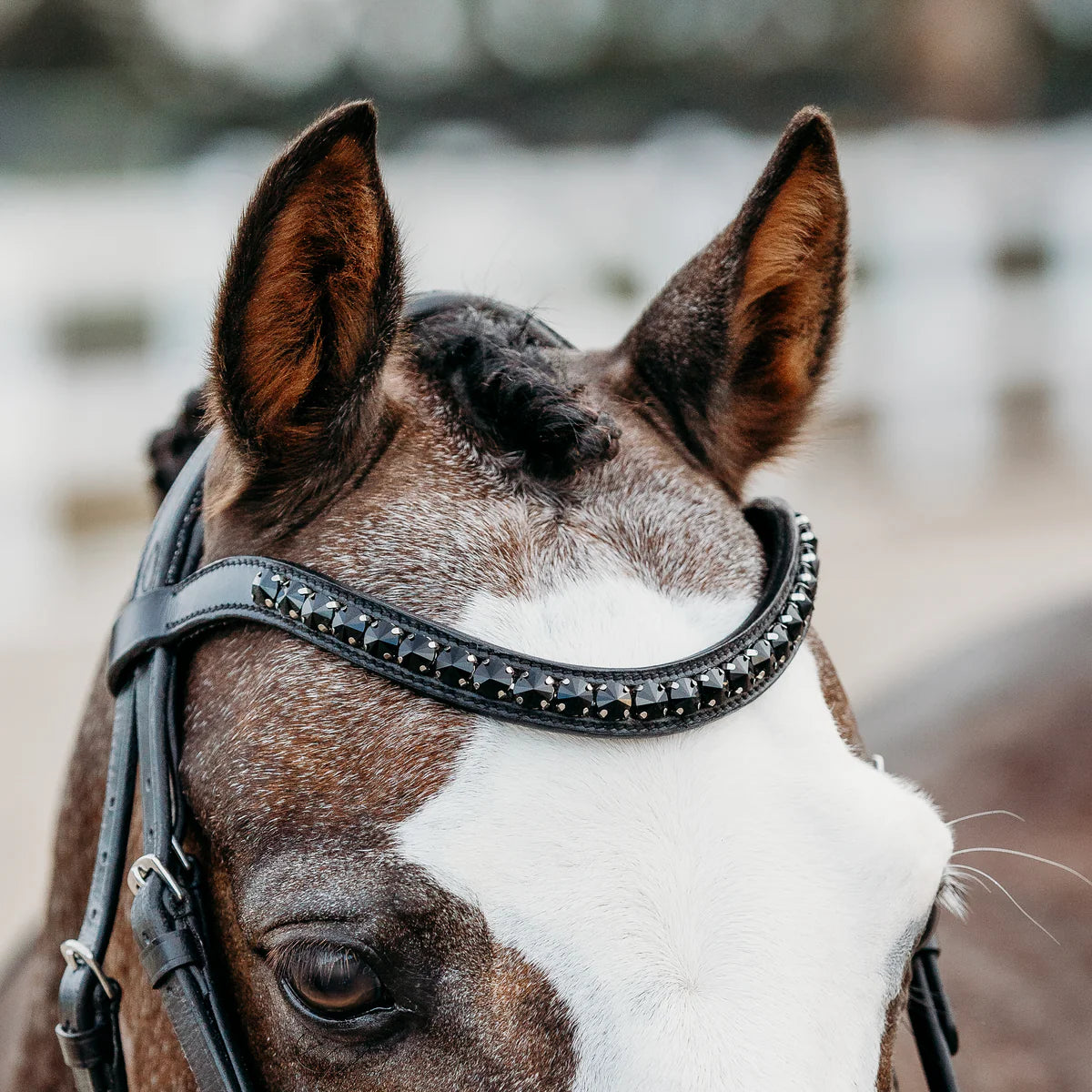 Lumiere/ Lumi Pony - Luxe Hanoverian hoofdstel 'Arcadia'