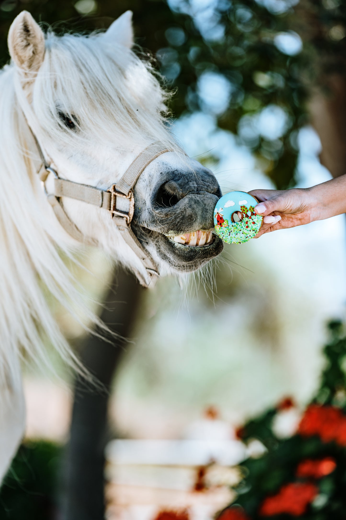While supplies last - Candy Horse - The Farm Limited Collection - Decorated donuts 2x