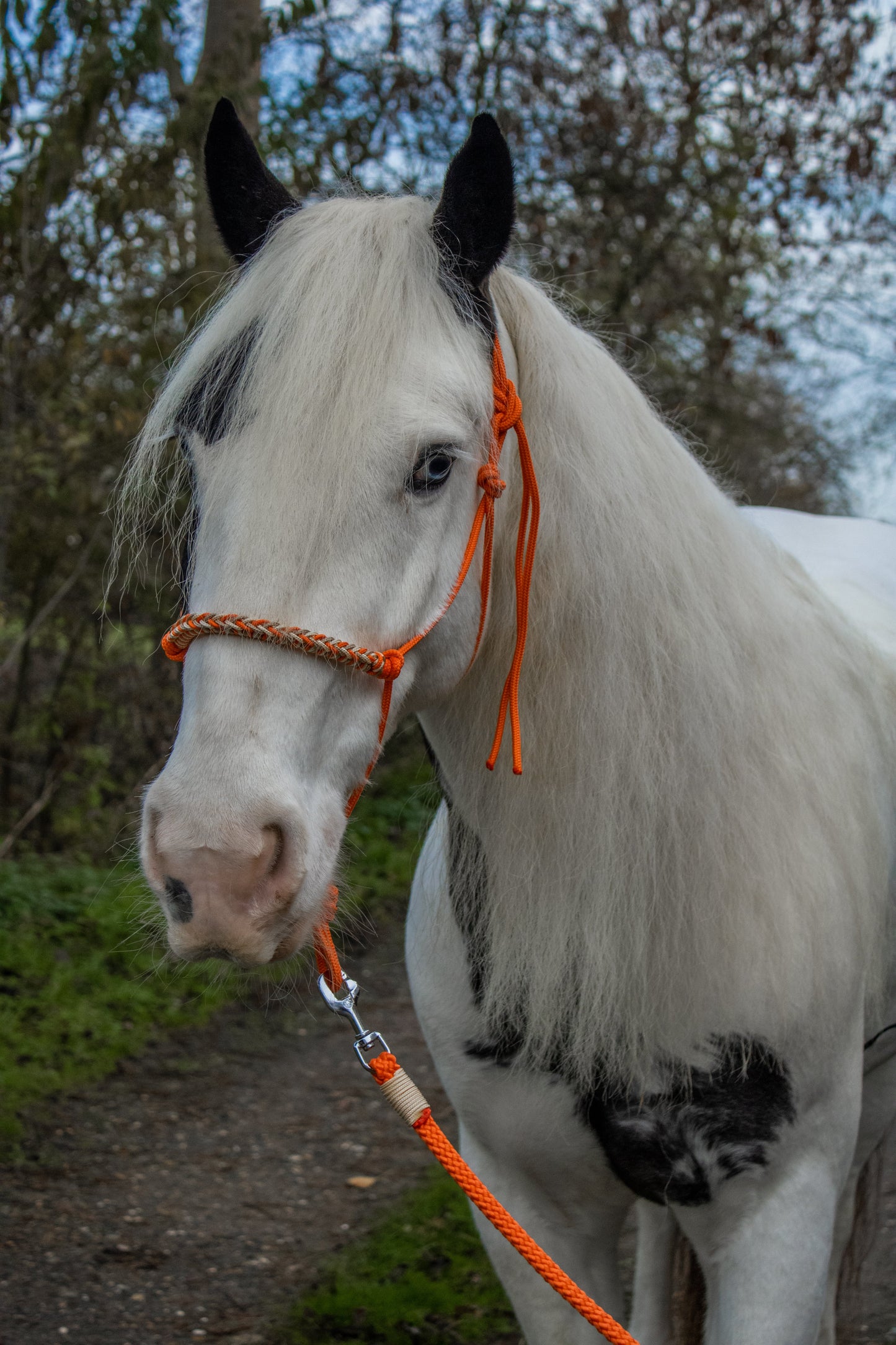 Rope halter with braided noseband orange, gold and caramel