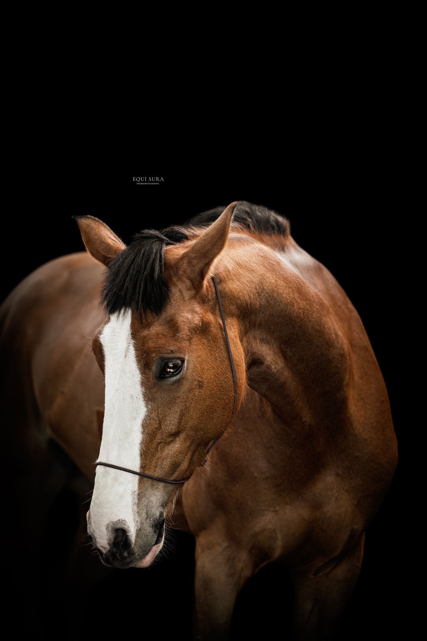 Myrthe's Paardenpassie - Licol photo