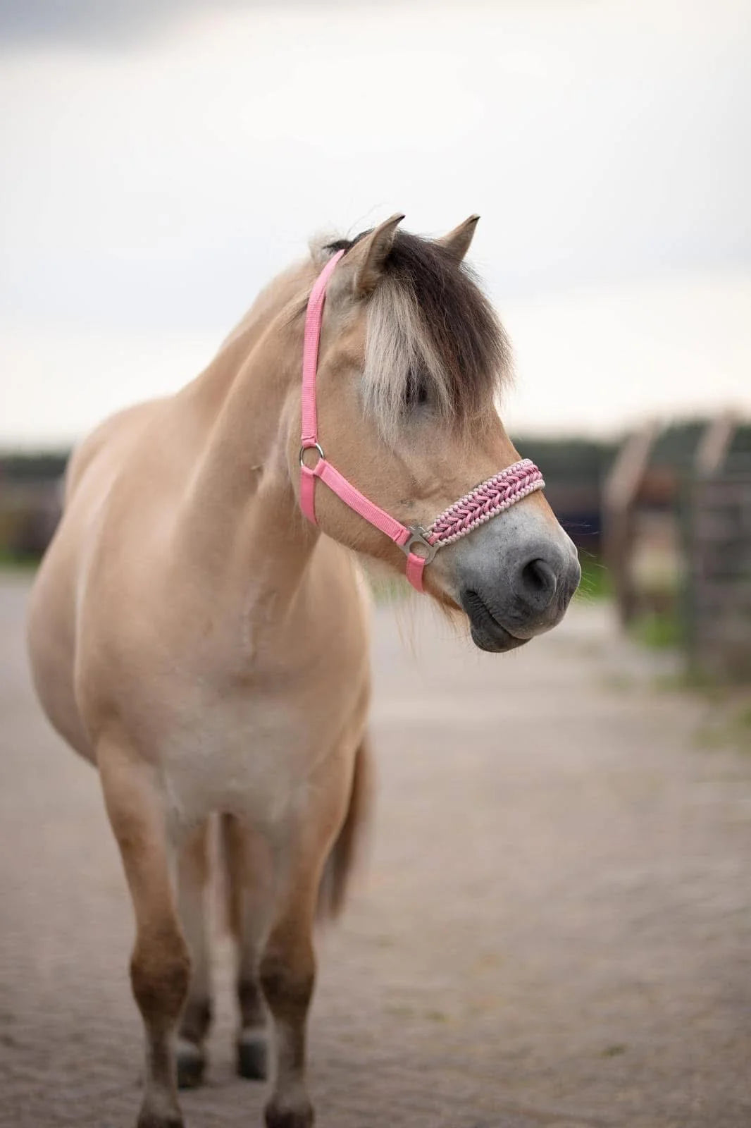 Design Your Own! - Handgemaakte Paardenhalsters - Eigen ontwerp halster