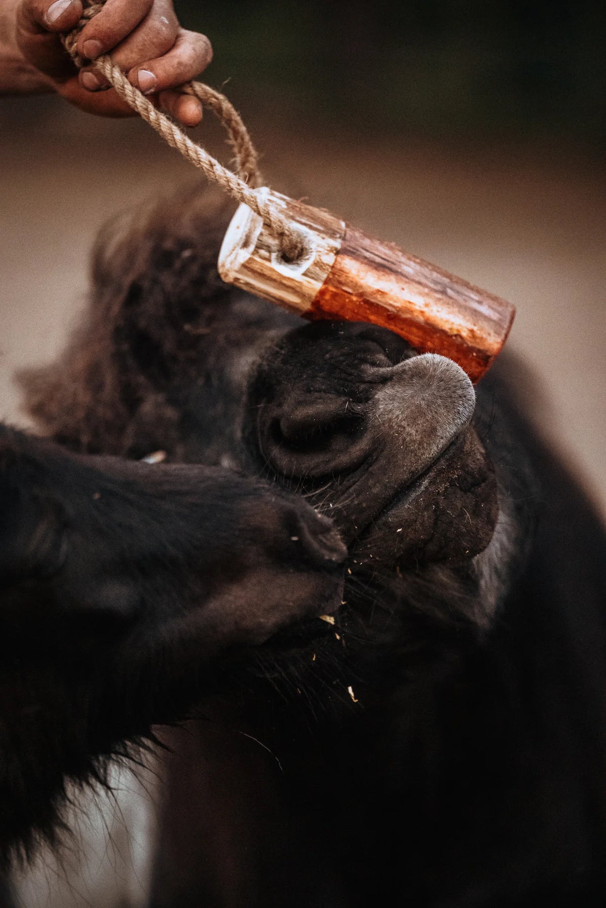 HippieHorses - Knabbelstam voor paarden Fruity aardbei