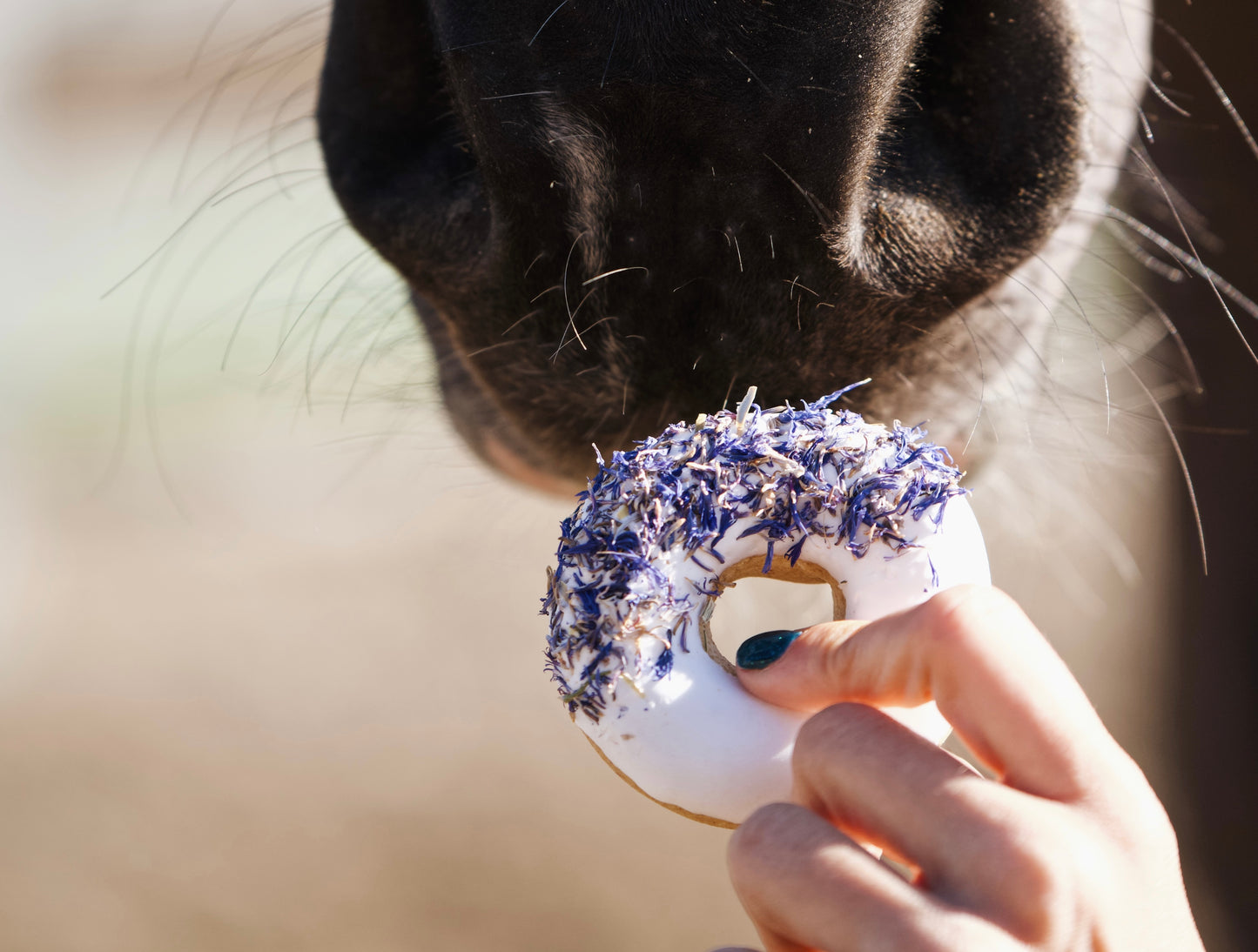 Candy Horse - Pferdekekse, Donuts, Wildrose und isländische Flechte
