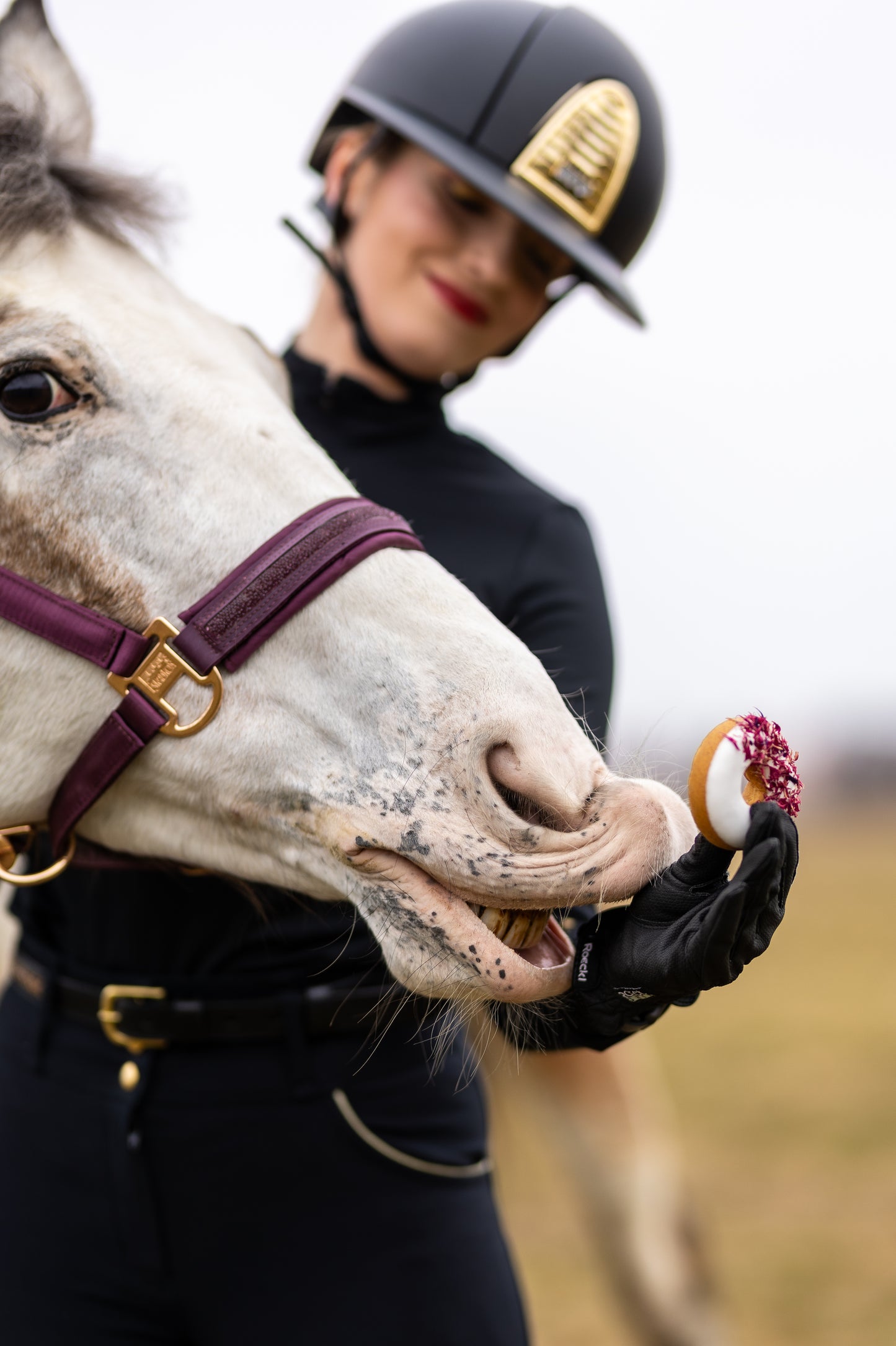 Candy Horse - Pferdekekse, Donuts, Wildrose und isländische Flechte