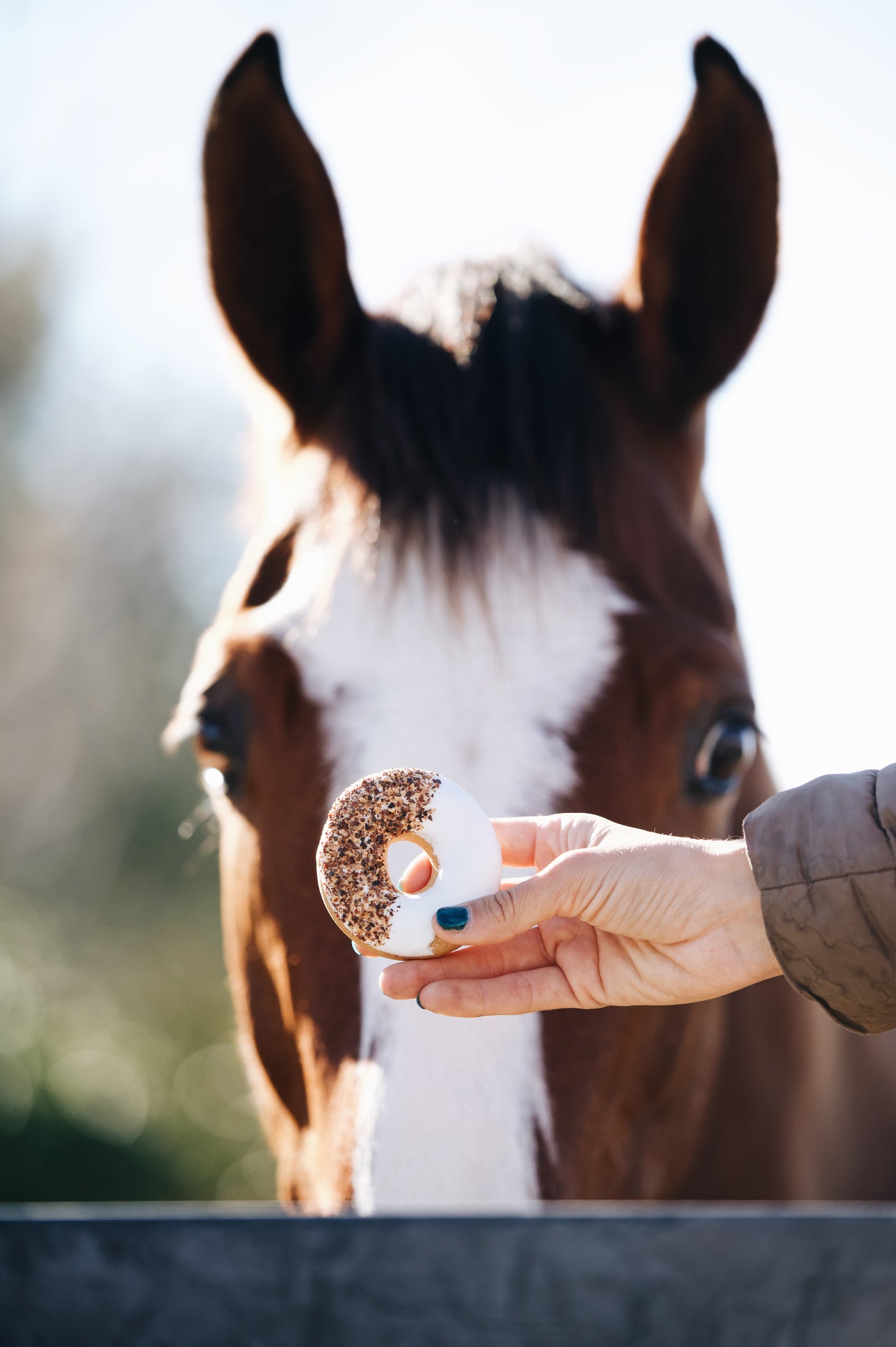 Candy Horse - Pferdekekse, Donuts, Wildrose und isländische Flechte
