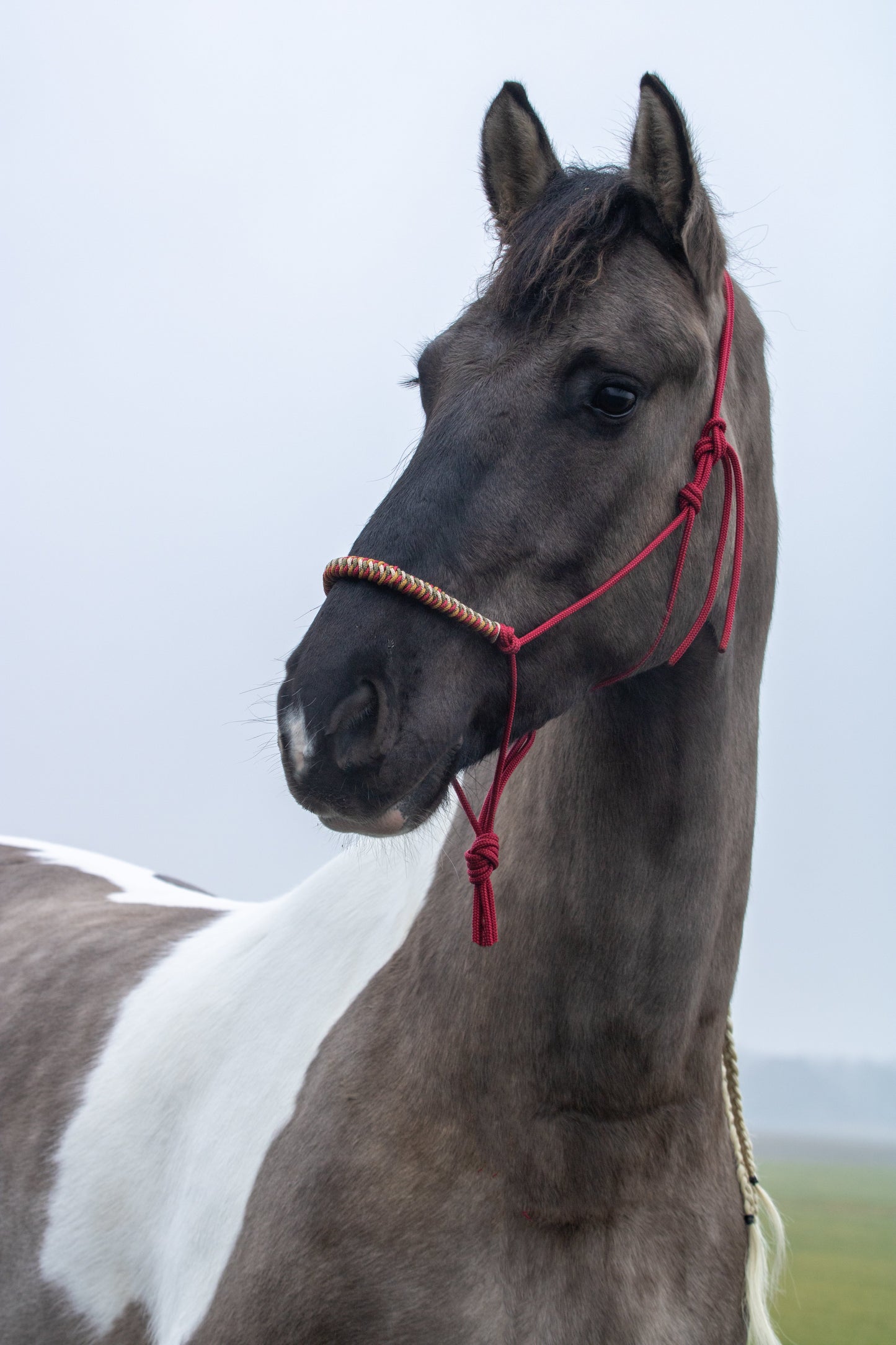 Rope Halter Vienna Noseband Raspberry, Beige, Army Green, and Caramel