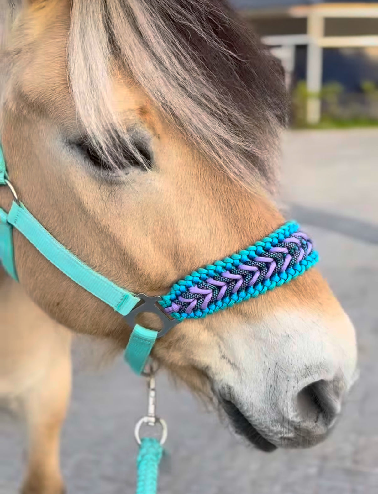 Design Your Own! - Handgemaakte Paardenhalsters - Eigen ontwerp halster