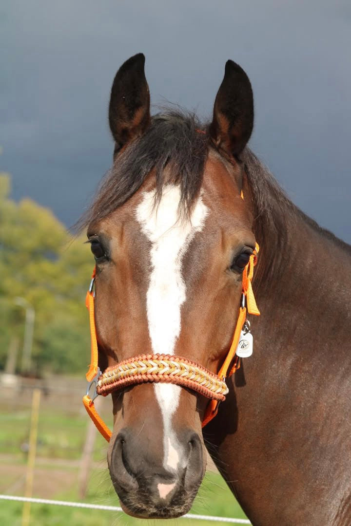 Handgemaakte paardenhalsters - Geknoopt halster ‘Desert Sun’ Oranje/ bruin
