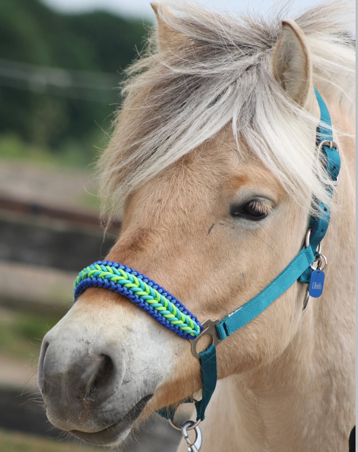 Design Your Own! - Handgemaakte Paardenhalsters - Eigen ontwerp halster