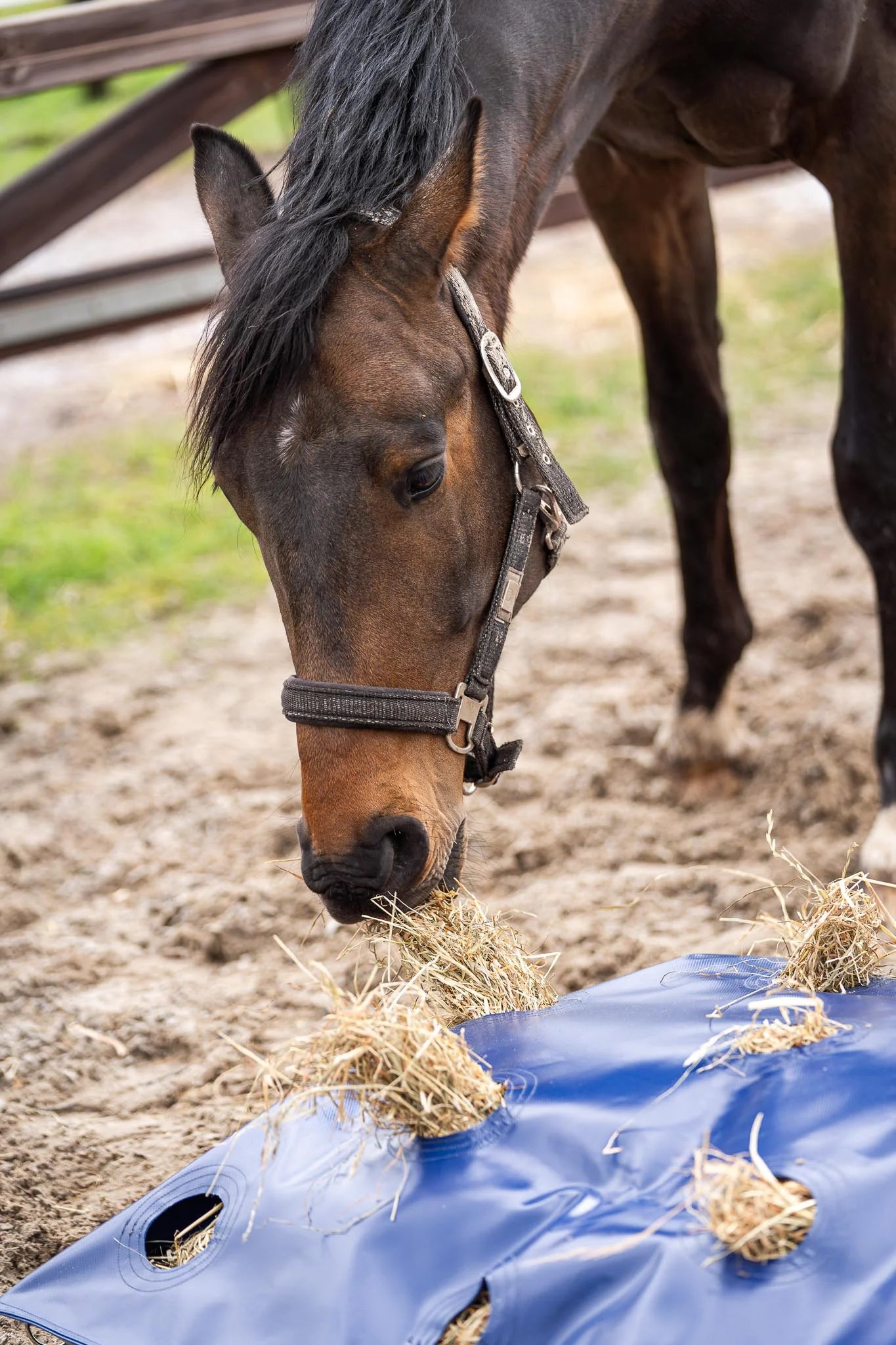 Horse Originals – HayPlay-Knopftasche, mittelgroß