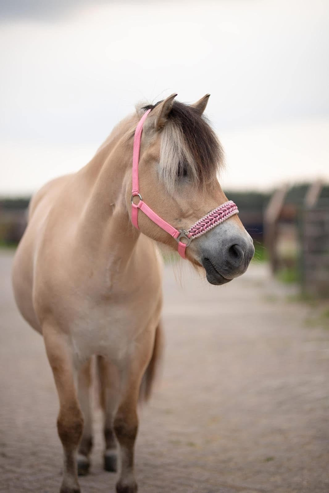 Handmade horse halters - Knotted halter 'Cutie' pink/beige
