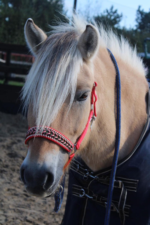 Handmade horse halters - Knotted halter 'Fierce' red/ army