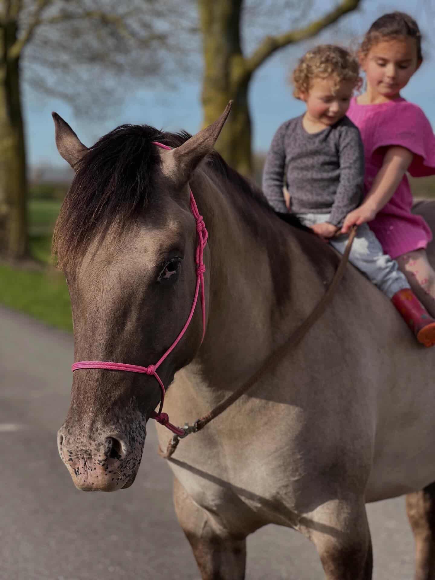 Het Paardenatelier - Touwhalster Basic Neon Roze