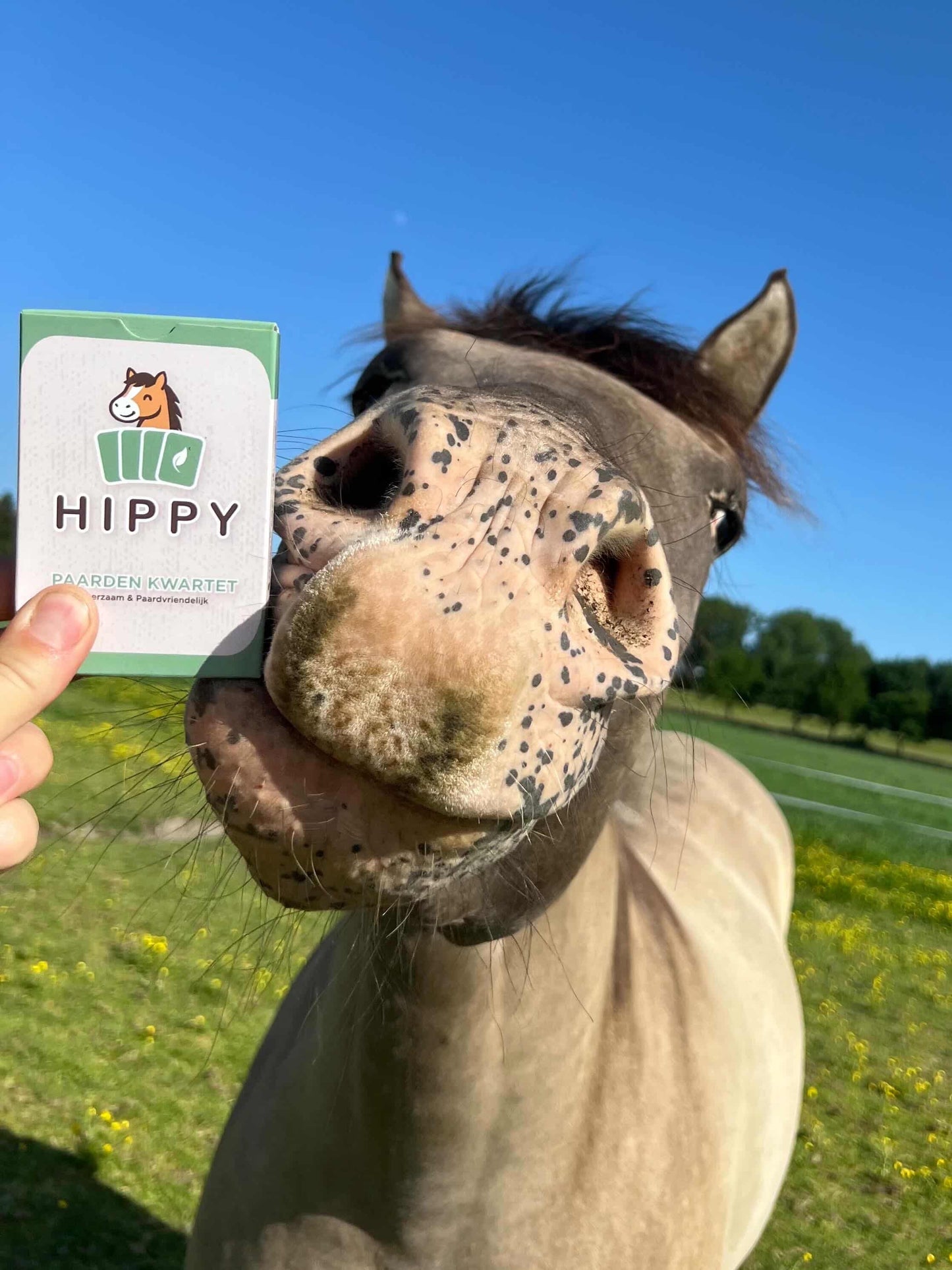 HIPPY - Le jeu de cartes HIPPY respectueux des chevaux