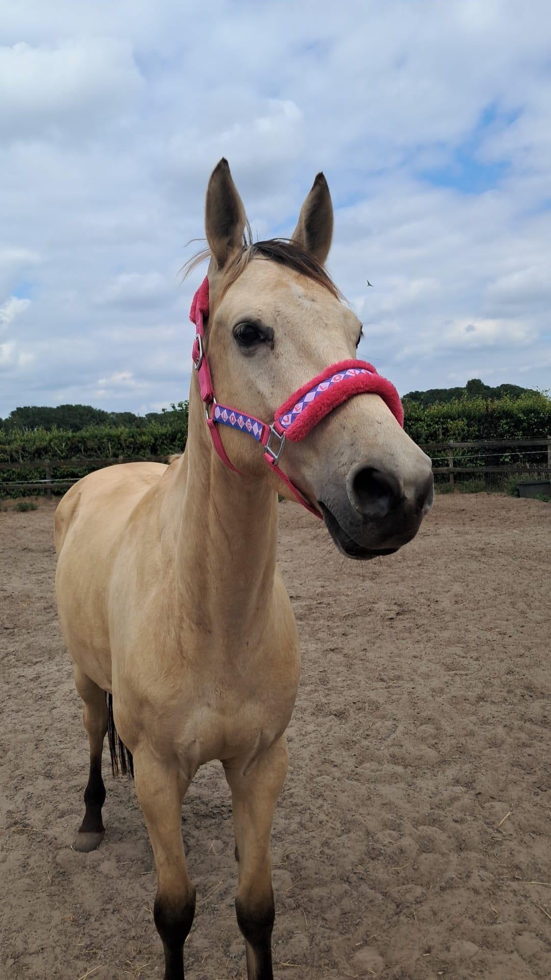 Happy Halsters x FMH - Love is Love Exclusive halter (coloured)