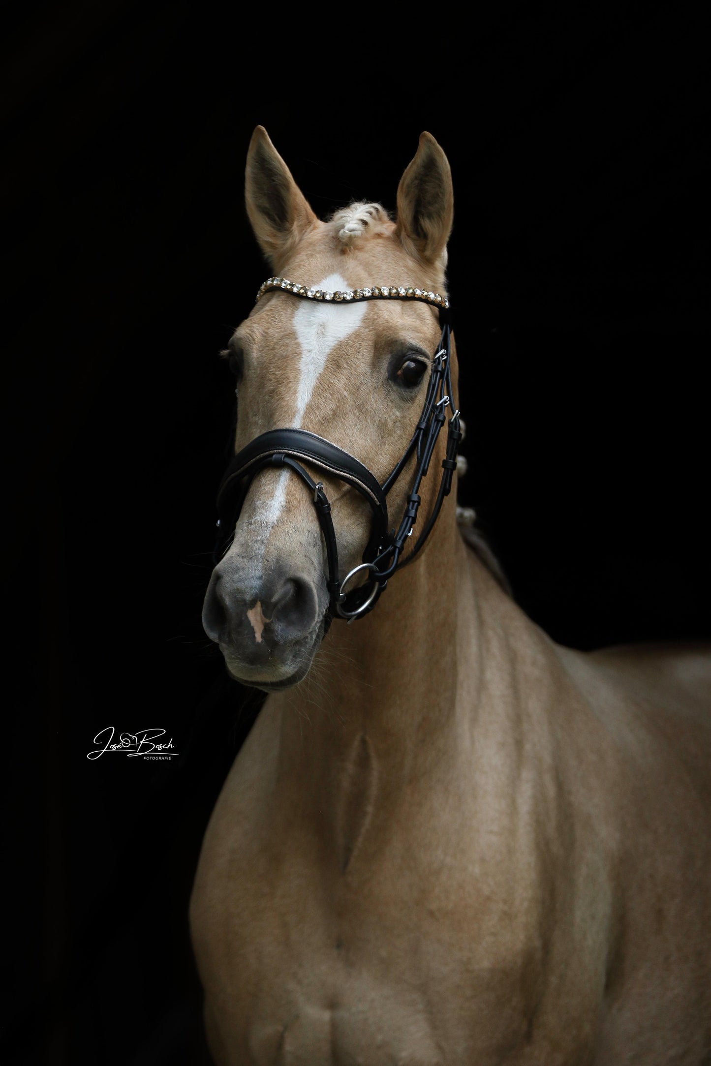 FMH - Luxe Hanoverian hoofdstel ‘You're Golden’ met dubbele neusriem goud onderlegd in bruin of zwart incl. teugels