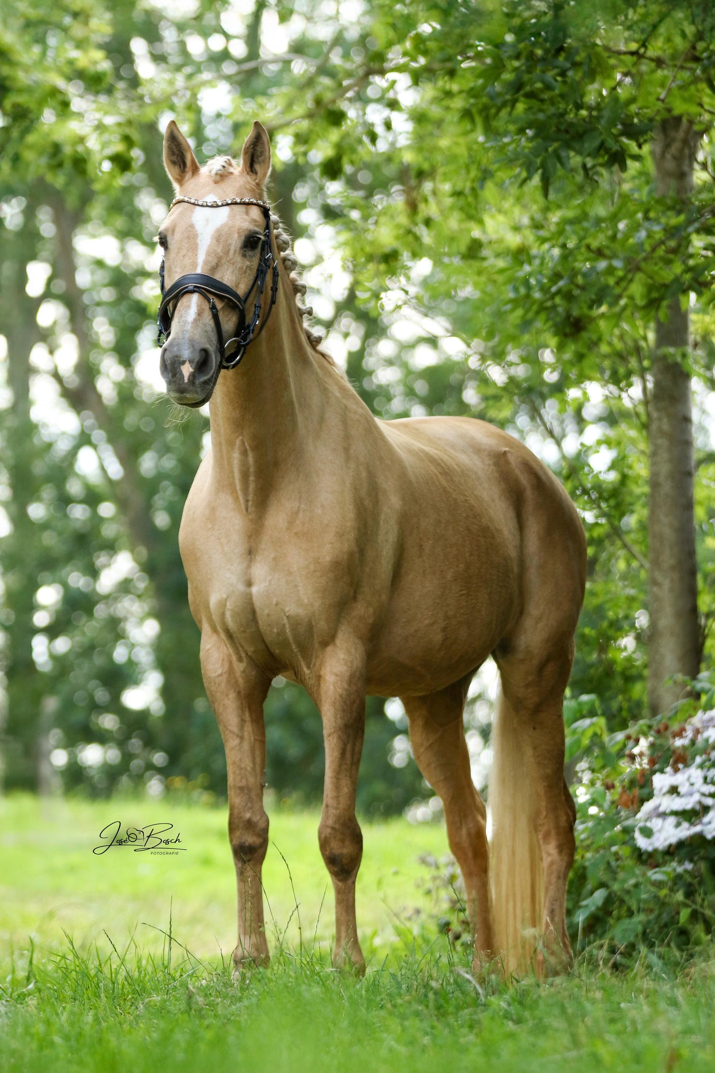 FMH - Luxe Hanoverian hoofdstel ‘You're Golden’ met dubbele neusriem goud onderlegd in bruin of zwart incl. teugels