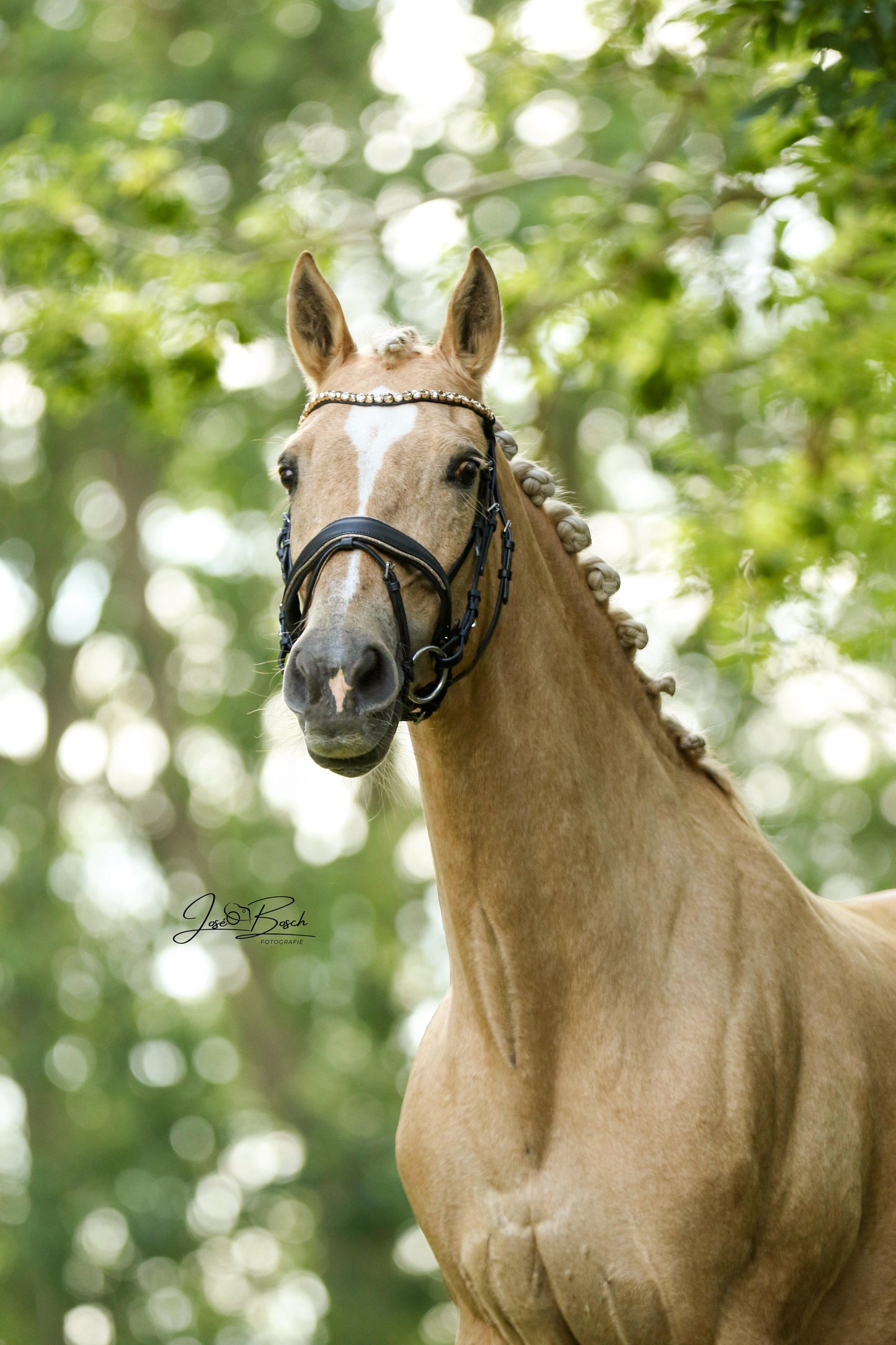 FMH - Luxe Hanoverian hoofdstel ‘You're Golden’ met dubbele neusriem goud onderlegd in bruin of zwart incl. teugels