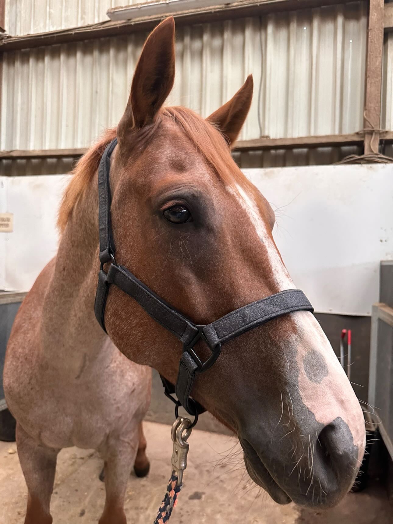 OP=OP - FMH - Glitter halster ‘Stardust’ paars of zwart