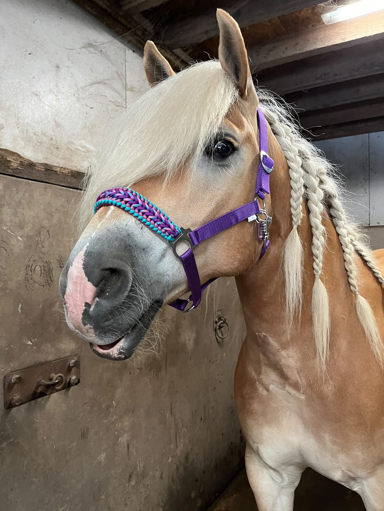 Handgemaakte paardenhalsters - Geknoopt halster ‘Drakkar’ Paars/turquoise