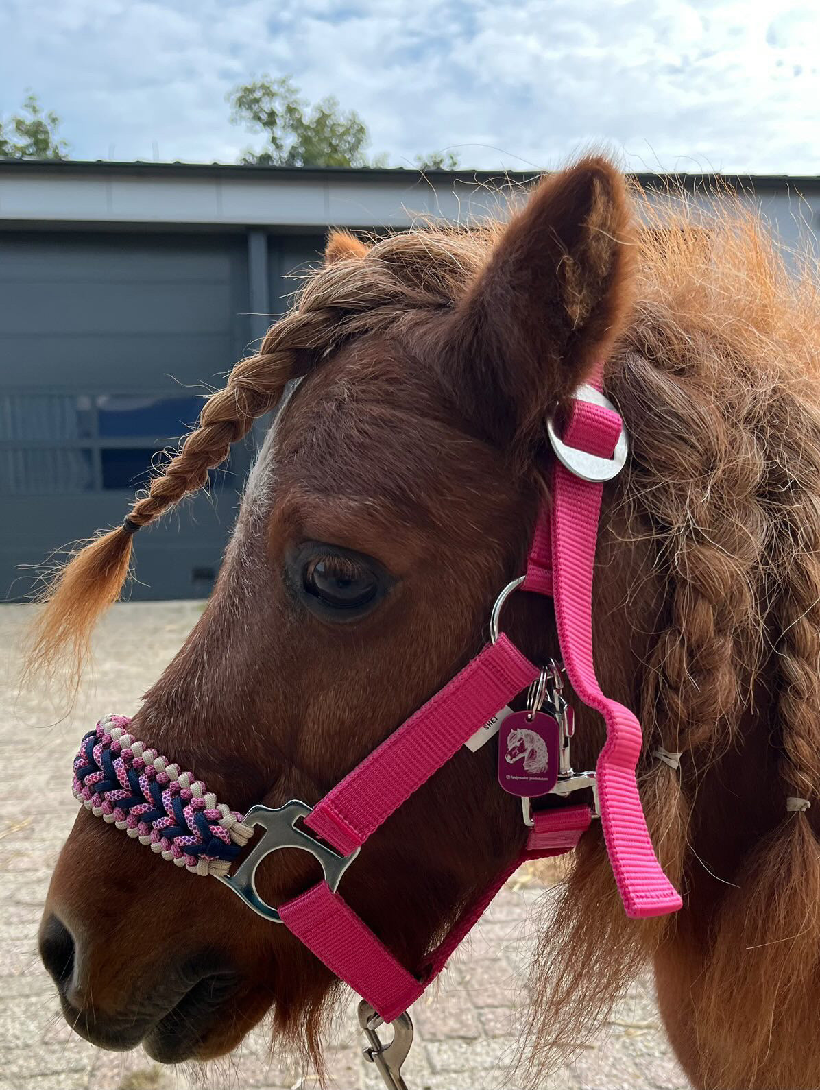 Handgemaakte paardenhalsters - Geknoopt halster ‘Hasta la Vista’ Roze/blauw