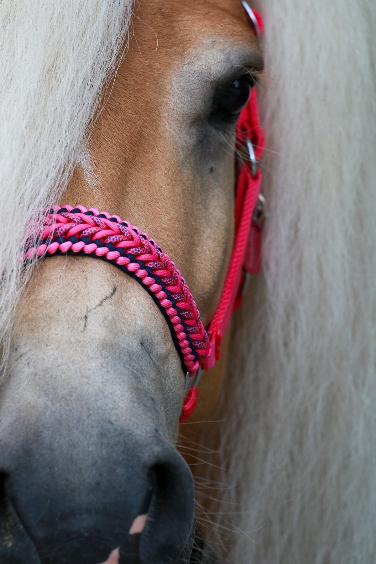 Handgemaakte paardenhalsters - Geknoopt halster ‘Poppin’ Pink’ felroze/ roze/ donkerblauw