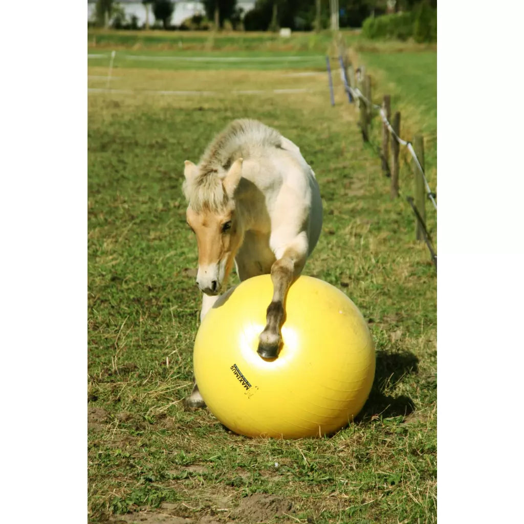 Excellent Horse - Maximus Power Play Ball 65/75/100cm