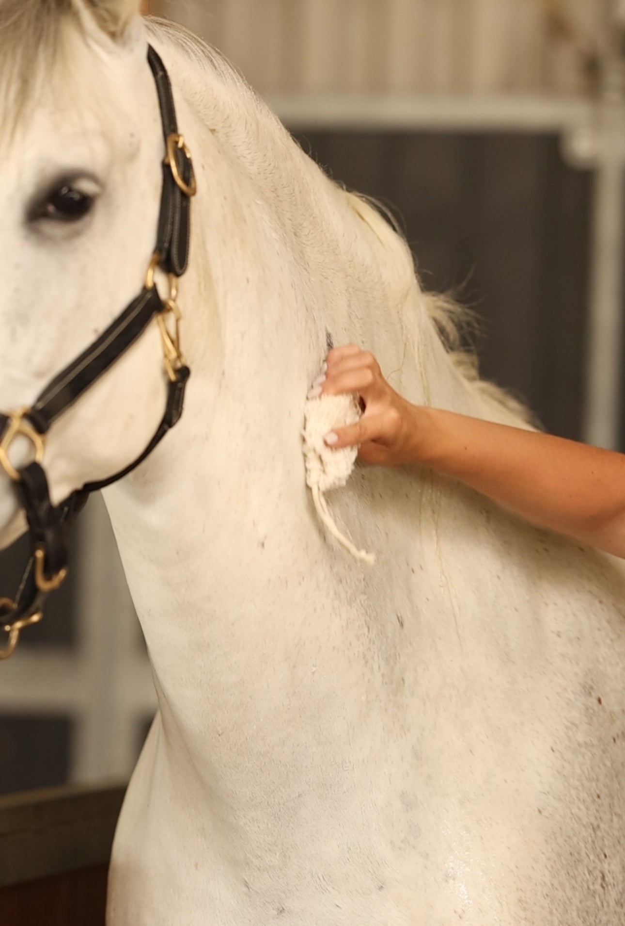CleanYourHorse - Soap-saving foam net