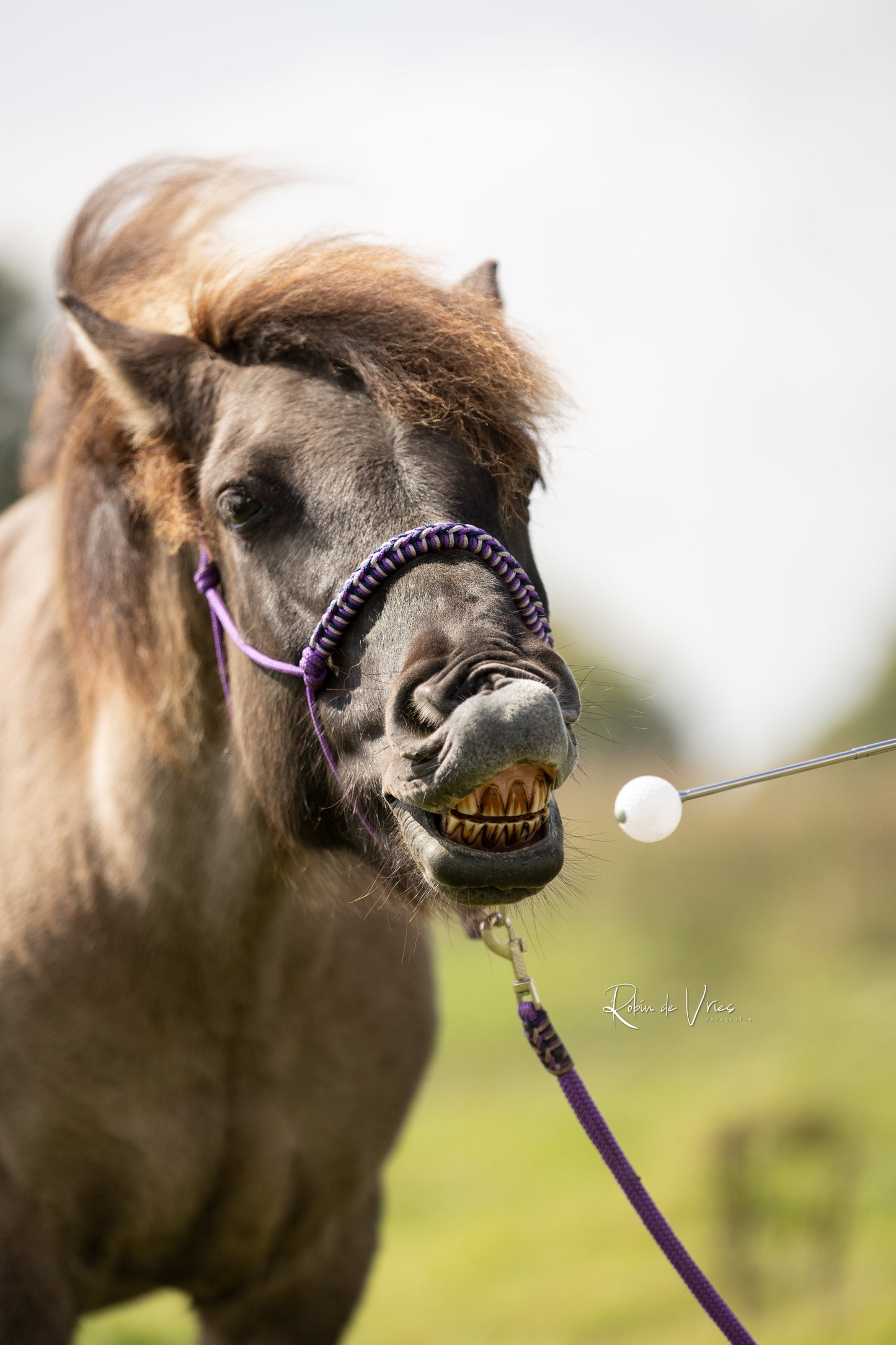 Myrthe's Paardenpassie - Palo objetivo