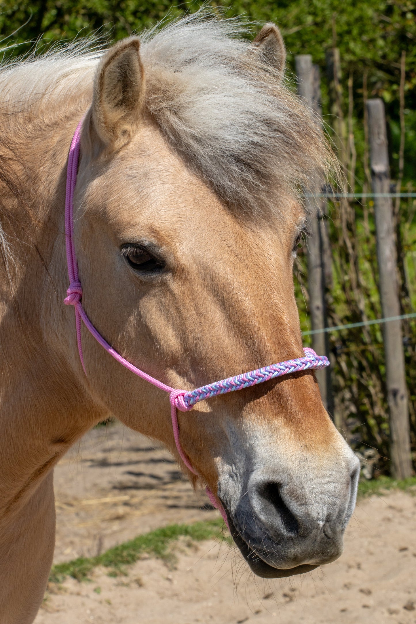 Rope halter braided noseband baby pink, baby blue and lilac
