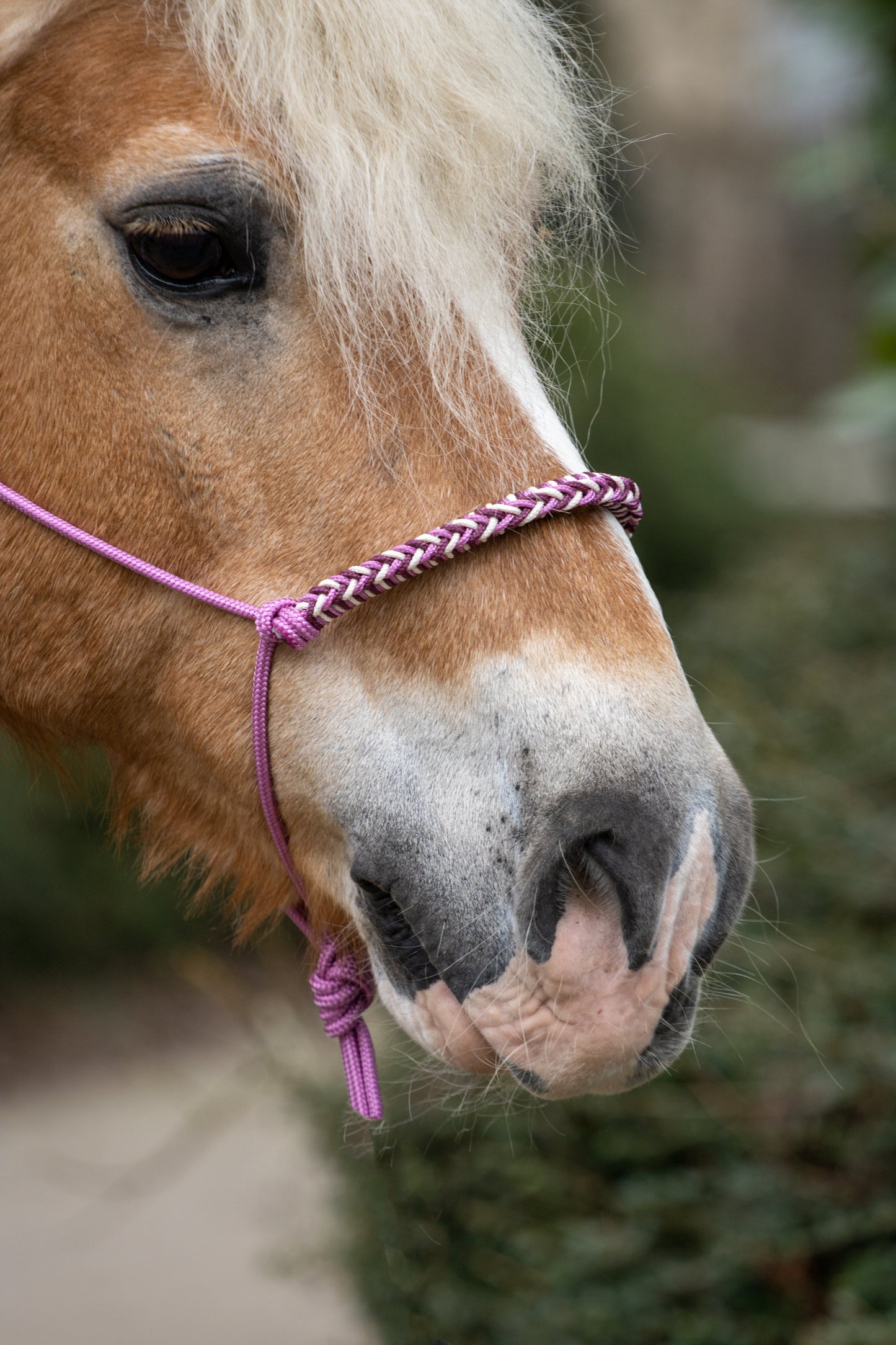 Rope halter with braided noseband old pink, cream and burgundy