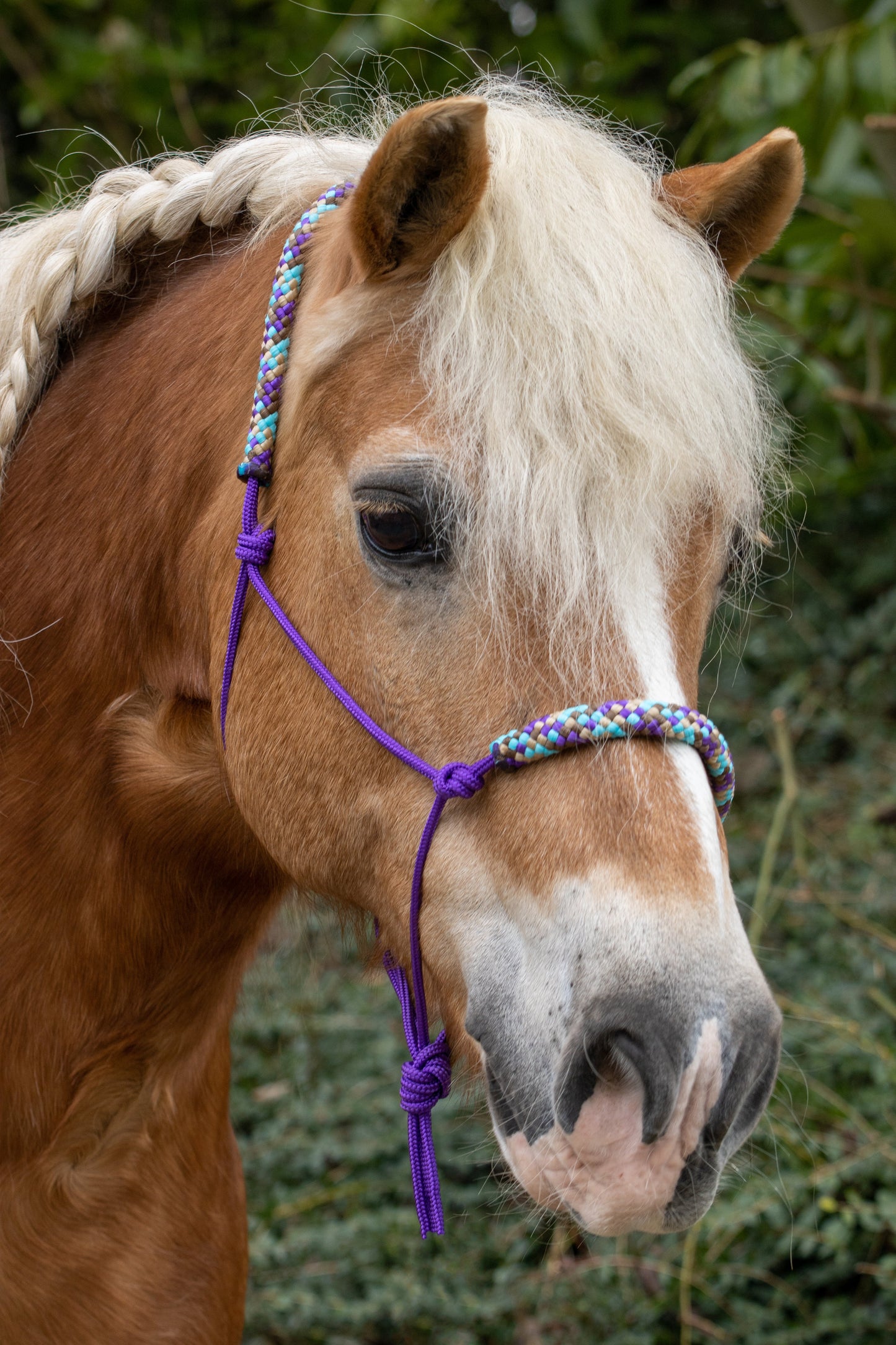 Rope halter purple with purple/beige/brown/turquoise noseband and earband