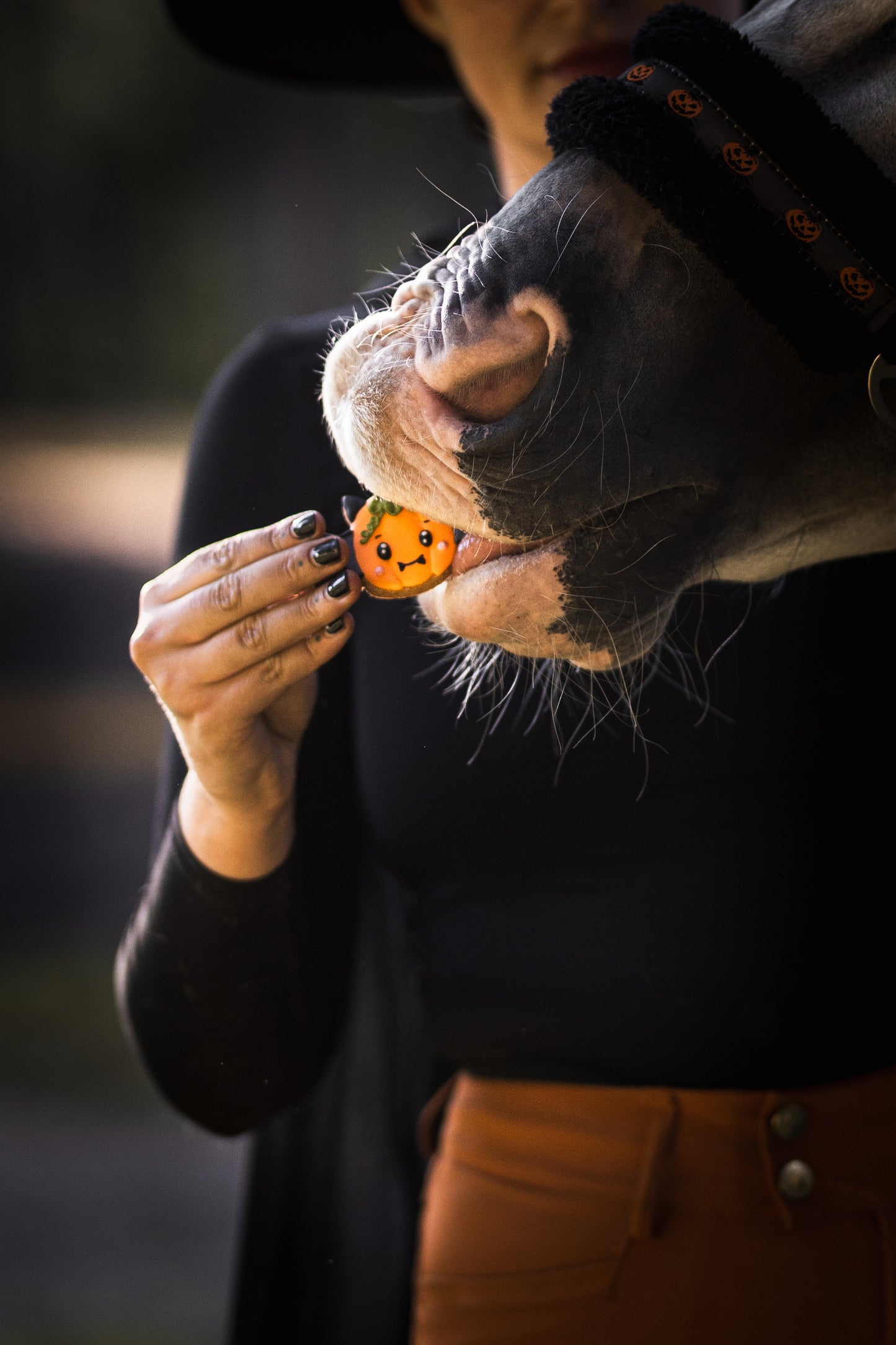 Candy Horse - Halloween Limited Collection - Los koekje