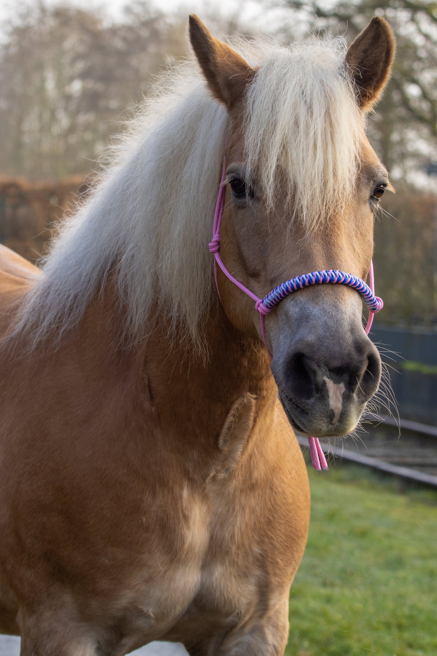 Rope Halter Vienna Noseband Baby Pink, Lilac, Cobalt Blue, and Baby Blue