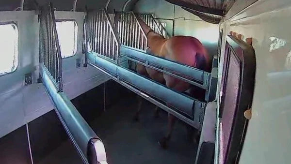 Equine Eye - Trailercamera Voyager