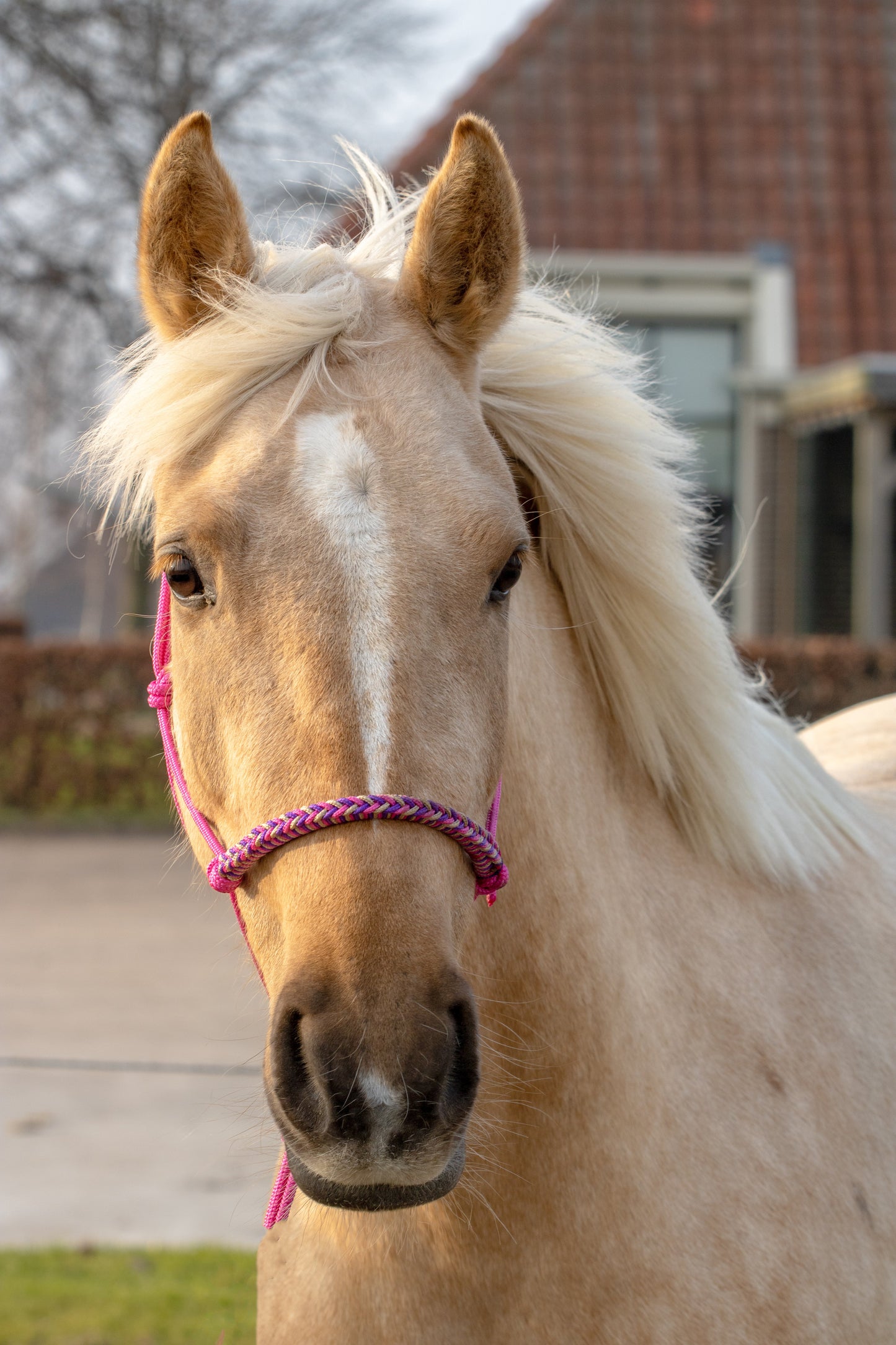 Rope halter with braided noseband fuchsia, beige and purple